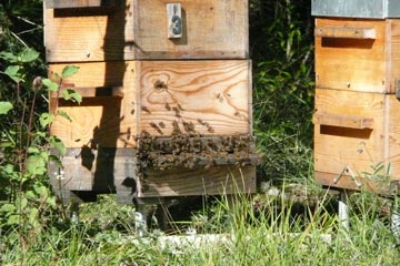 Bienenstöcke
